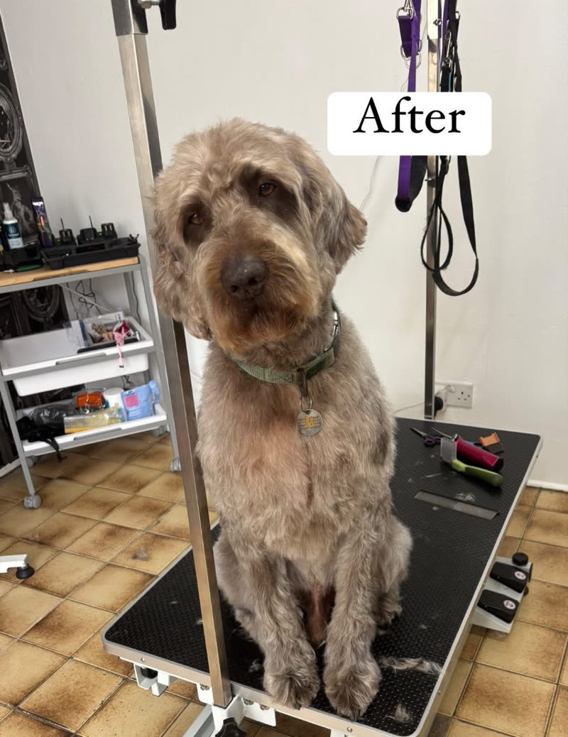 A grey wire-haired doodle sitting on the grooming table after its groom