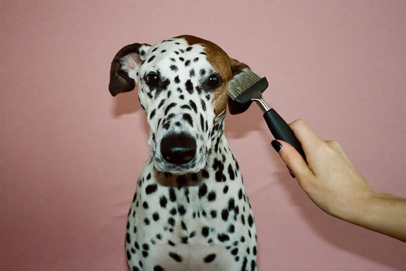 A doodle's ear coat being brushed through by hand