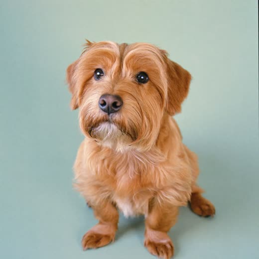 A small dog with a freshly clipped coat