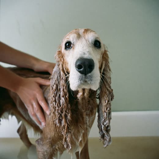 A wet spaniel being bathed and rinsed