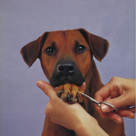 A dog's paw held for a nail trim