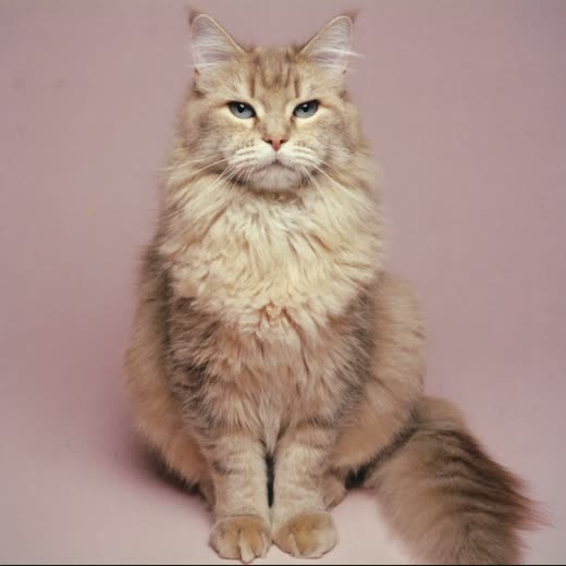 A long-haired cat with a neatly combed coat